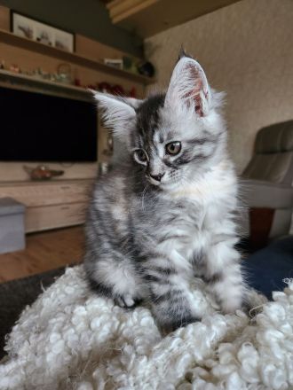 Zwei Reinrassige Maine Coon kuschel Monsterchen
