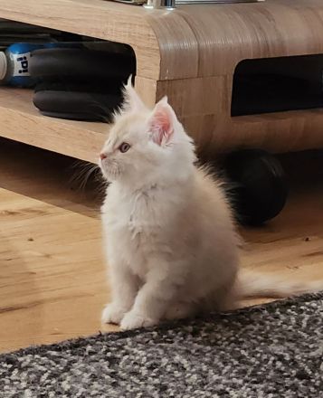 Zwei Reinrassige Maine Coon kuschel Monsterchen