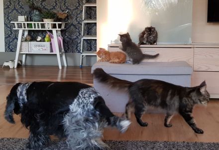 Zwei Reinrassige Maine Coon kuschel Monsterchen