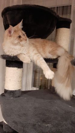 Zwei Reinrassige Maine Coon kuschel Monsterchen