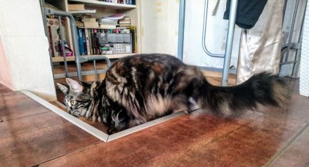 Zwei Reinrassige Maine Coon kuschel Monsterchen