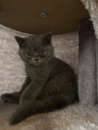 BKH Kitten entwurmt/geimpft