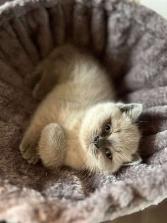 BKH Kitten entwurmt/geimpft