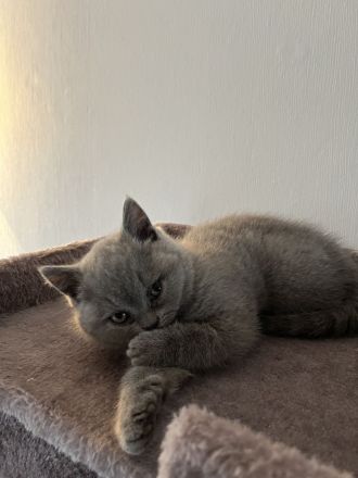 BKH Kitten entwurmt/geimpft