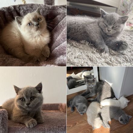 BKH Kitten entwurmt/geimpft