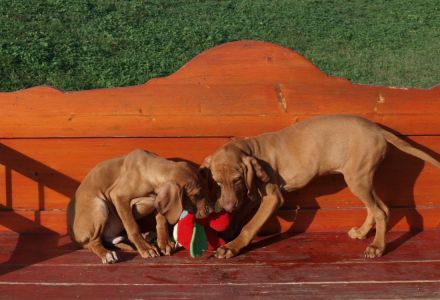 Magyar Vizsla Welpen