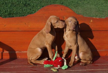 Magyar Vizsla Welpen