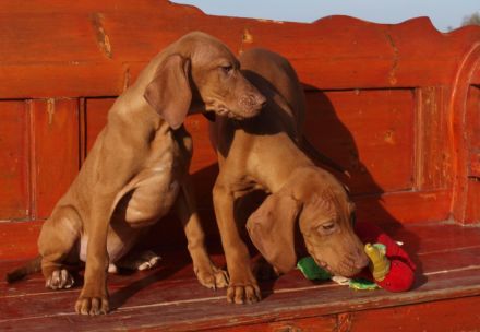Magyar Vizsla Welpen