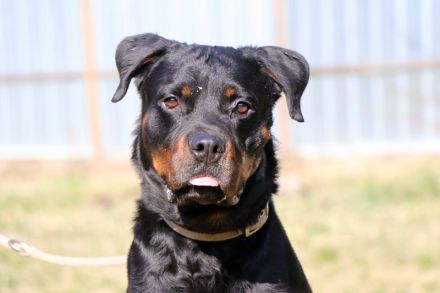 Rico, Rottweiler, geb. 2019, su. Menschen mit Sachverstand u. Grundstück, gerne als Zweithund