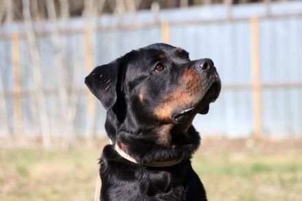 Rico, Rottweiler, geb. 2019, su. Menschen mit Sachverstand u. Grundstück, gerne als Zweithund