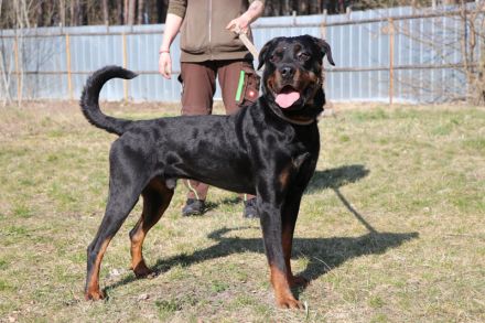 Rico, Rottweiler, geb. 2019, su. Menschen mit Sachverstand u. Grundstück, gerne als Zweithund