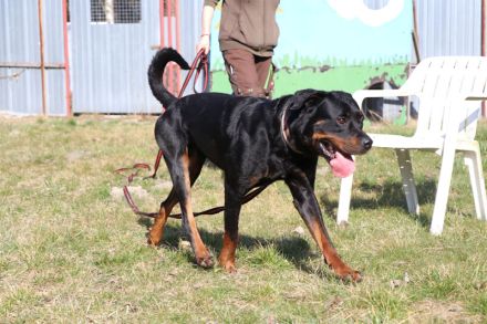 Rico, Rottweiler, geb. 2019, su. Menschen mit Sachverstand u. Grundstück, gerne als Zweithund