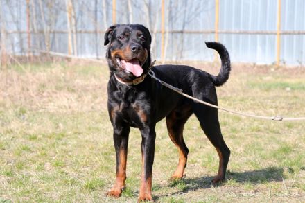 Rico, Rottweiler, geb. 2019, su. Menschen mit Sachverstand u. Grundstück, gerne als Zweithund