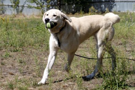 Basti, Riesenbaby sucht Lebensplatz mit Aufgabe