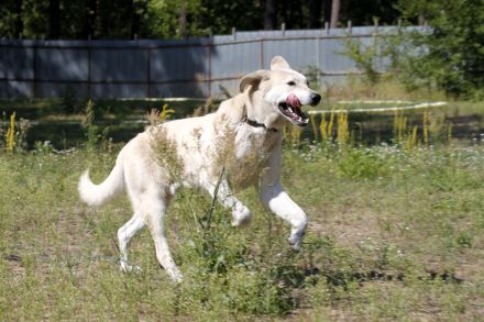 Basti, Riesenbaby sucht Lebensplatz mit Aufgabe