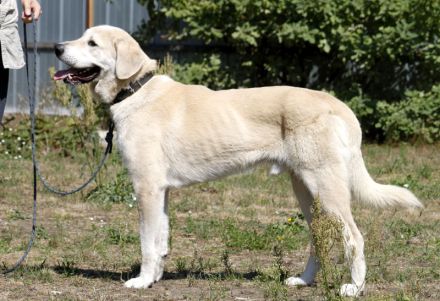 Basti, Riesenbaby sucht Lebensplatz mit Aufgabe