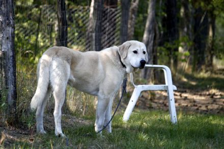 Basti, Riesenbaby sucht Lebensplatz mit Aufgabe