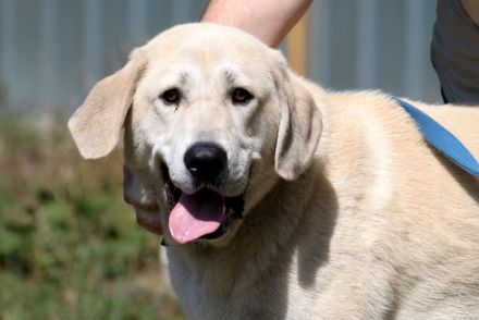 Basti, Riesenbaby sucht Lebensplatz mit Aufgabe