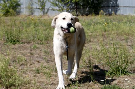 Basti, Riesenbaby sucht Lebensplatz mit Aufgabe