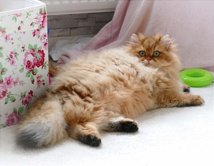 BLH/ BKH Gold Deckkater Stammbaum