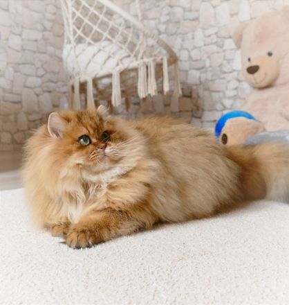 BLH/ BKH Gold Deckkater Stammbaum