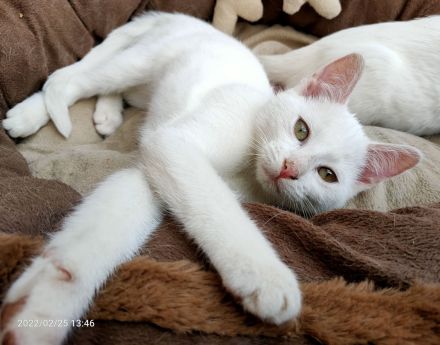 🐈‍⬛ Liebes Kätzchen sucht neues Zuhause 🐈