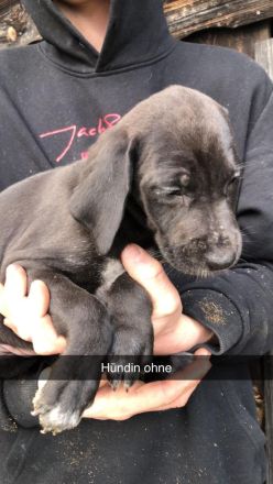 Liebevolle Doggenmix Welpen suchen ab sofort Zuhause