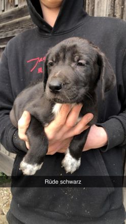 Liebevolle Doggenmix Welpen suchen ab sofort Zuhause