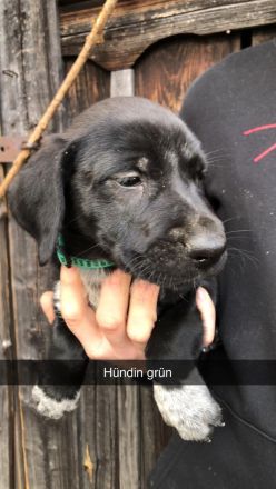 Liebevolle Doggenmix Welpen suchen ab sofort Zuhause