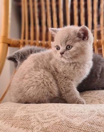 BKH Britisch Kurzhaar Kitten mit Stammbaum