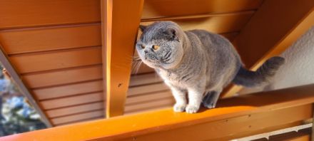 BKH Britisch Kurzhaar Kitten mit Stammbaum