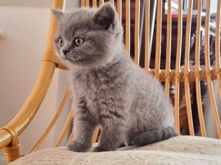 BKH Britisch Kurzhaar Kitten mit Stammbaum