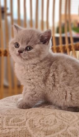 BKH Britisch Kurzhaar Kitten mit Stammbaum