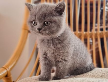 BKH Britisch Kurzhaar Kitten mit Stammbaum