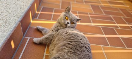 BKH Britisch Kurzhaar Kitten mit Stammbaum