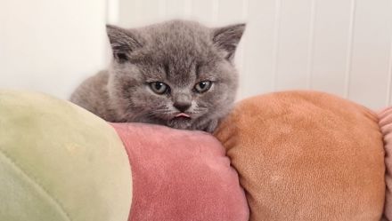 BKH Britisch Kurzhaar Kitten mit Stammbaum