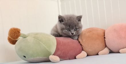 BKH Britisch Kurzhaar Kitten mit Stammbaum