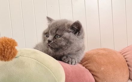 BKH Britisch Kurzhaar Kitten mit Stammbaum