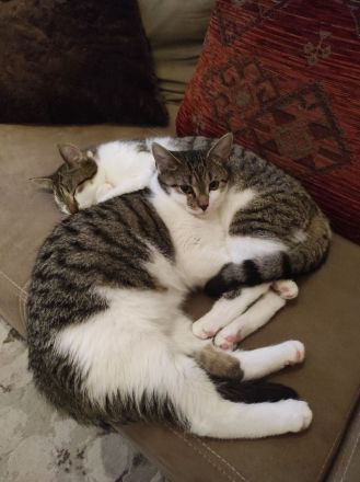 Zwei 7 monatig junge Kater schweren Herzens abzugeben !