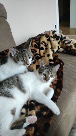 Zwei 7 monatig junge Kater schweren Herzens abzugeben !