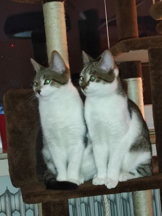 Zwei 7 monatig junge Kater schweren Herzens abzugeben !