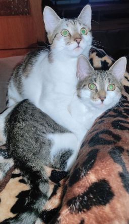 Zwei 7 monatig junge Kater schweren Herzens abzugeben !