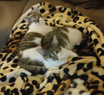 Zwei 7 monatig junge Kater schweren Herzens abzugeben !