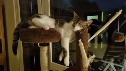 Zwei 7 monatig junge Kater schweren Herzens abzugeben !