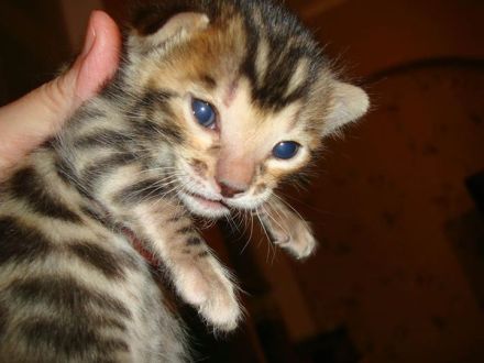 Zuckersüße Bengalkitten suchen liebevolles Zuhause!