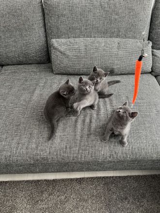 British Kurzhaar Blue