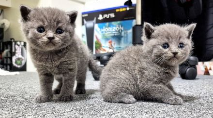 British Kurzhaar Blue