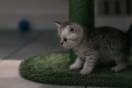 Britisch kurzhaar kitten