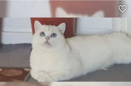 Britisch kurzhaar kitten