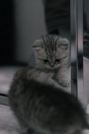 Britisch kurzhaar kitten